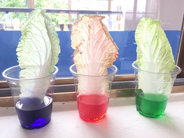 Lá cải thảo chuyển màu trong thí nghiệm với nước