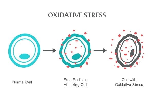 Giải nghĩa oxidative stress là gì?