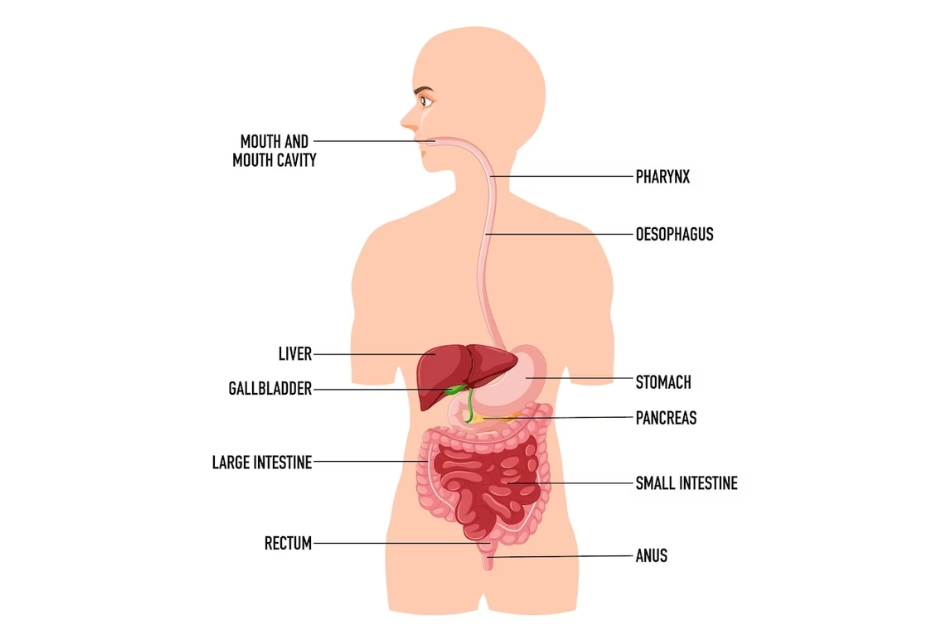 Hệ tiêu hóa chứa rất nhiều cơ quan quan trọng với cơ thể