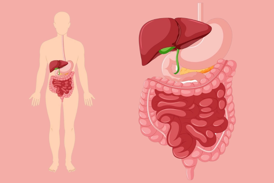 Hệ tiêu hóa hoạt động thế nào? Làm gì để hệ tiêu hóa luôn khỏe