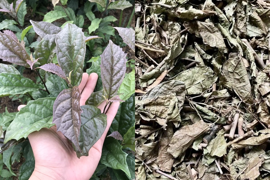 xạ đen giúp giảm mỡ máu