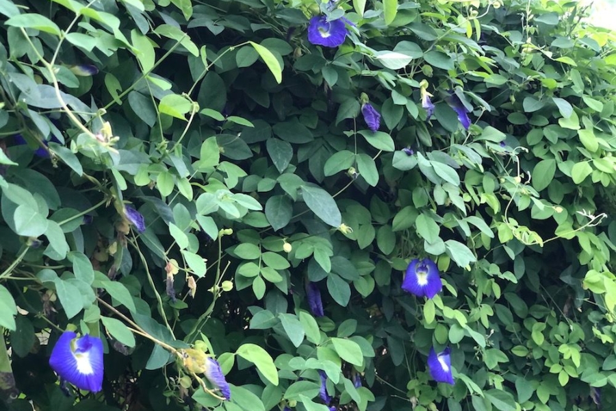 Hoa đậu biếc có màu xanh lam đậm, xanh tím hay màu tím
