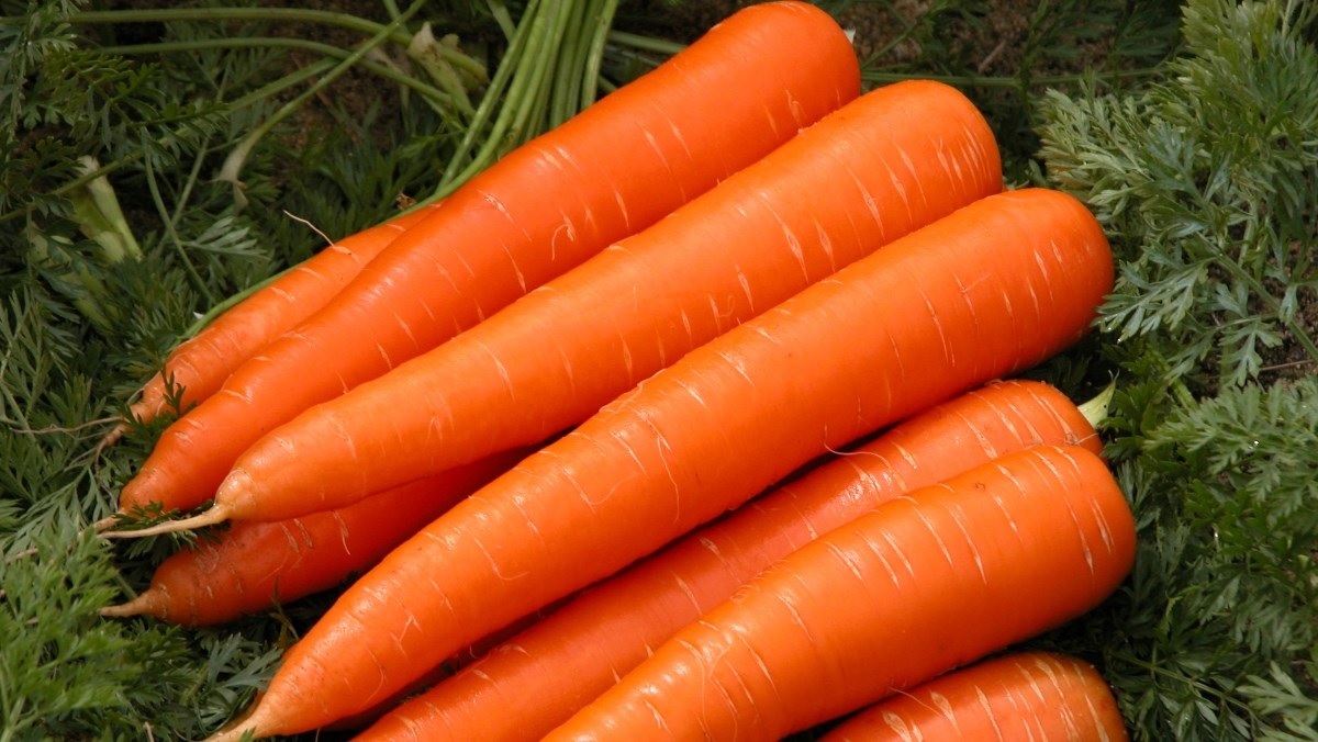 Ăn nhiều cà rốt vừa trị táo bón hiệu quả vừa giúp làm đẹp da