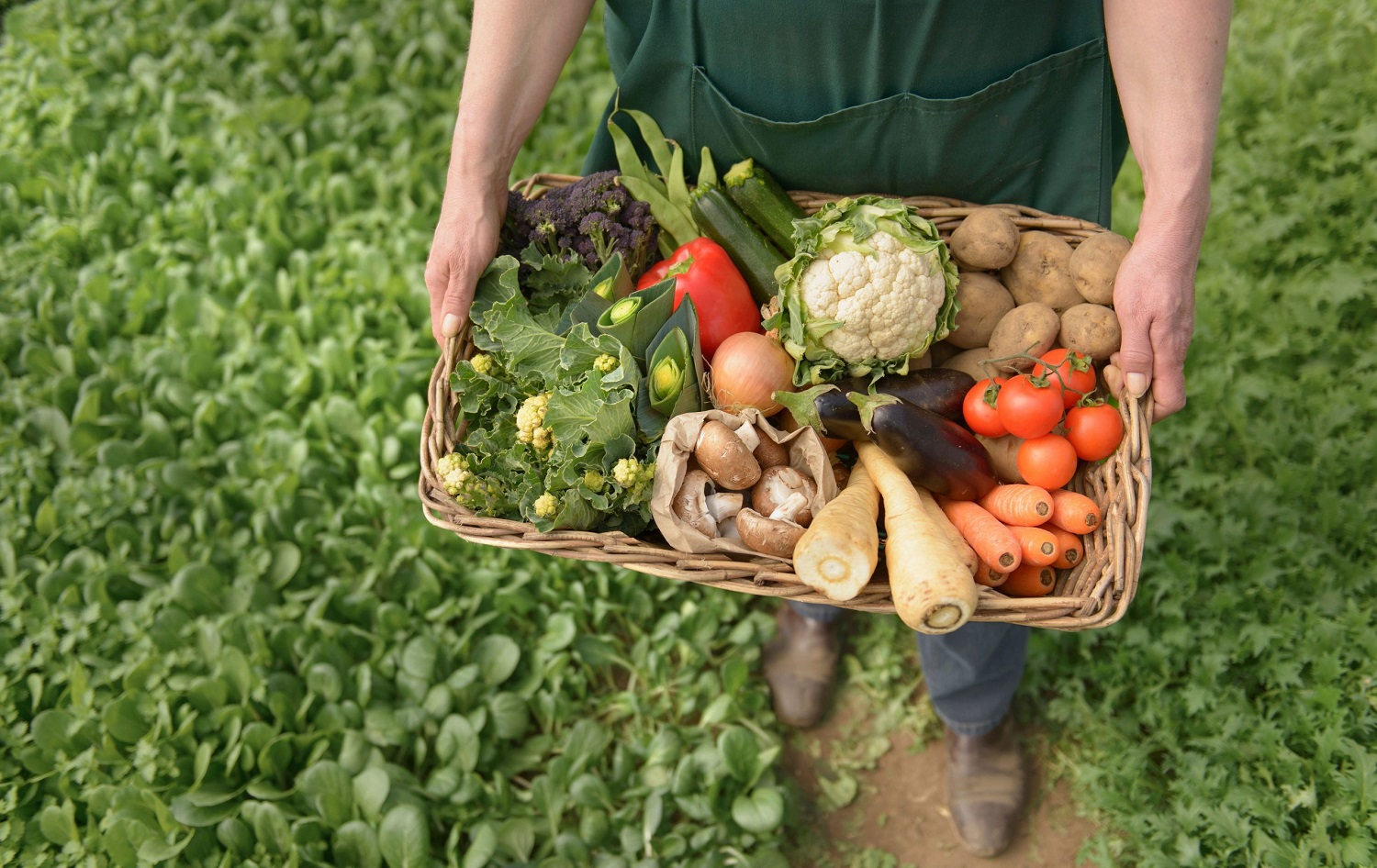 Thực phẩm hữu cơ được sản xuất và chế biến theo các tiêu chuẩn hữu cơ