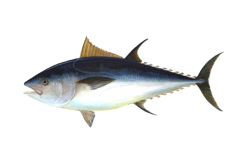 Cá ngừ giàu Omega 3 rất tốt cho sức khỏe