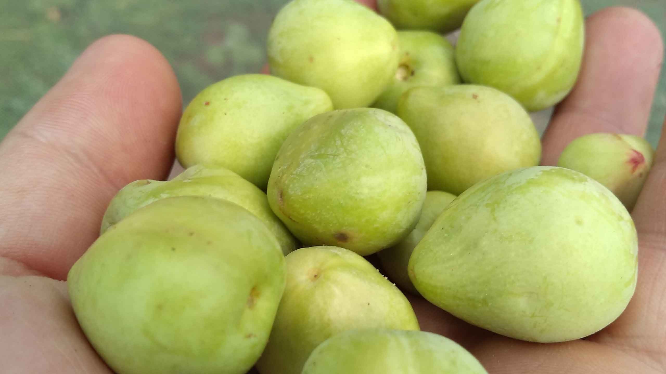 Mận Kakadu có nhiều vitamin C có nguồn gốc từ Úc