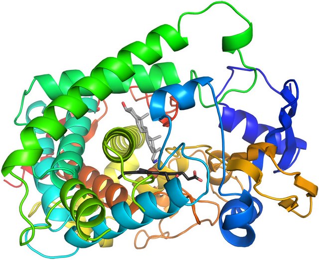 Protease có nhiệm vụ phân giải protein trong thực phẩm