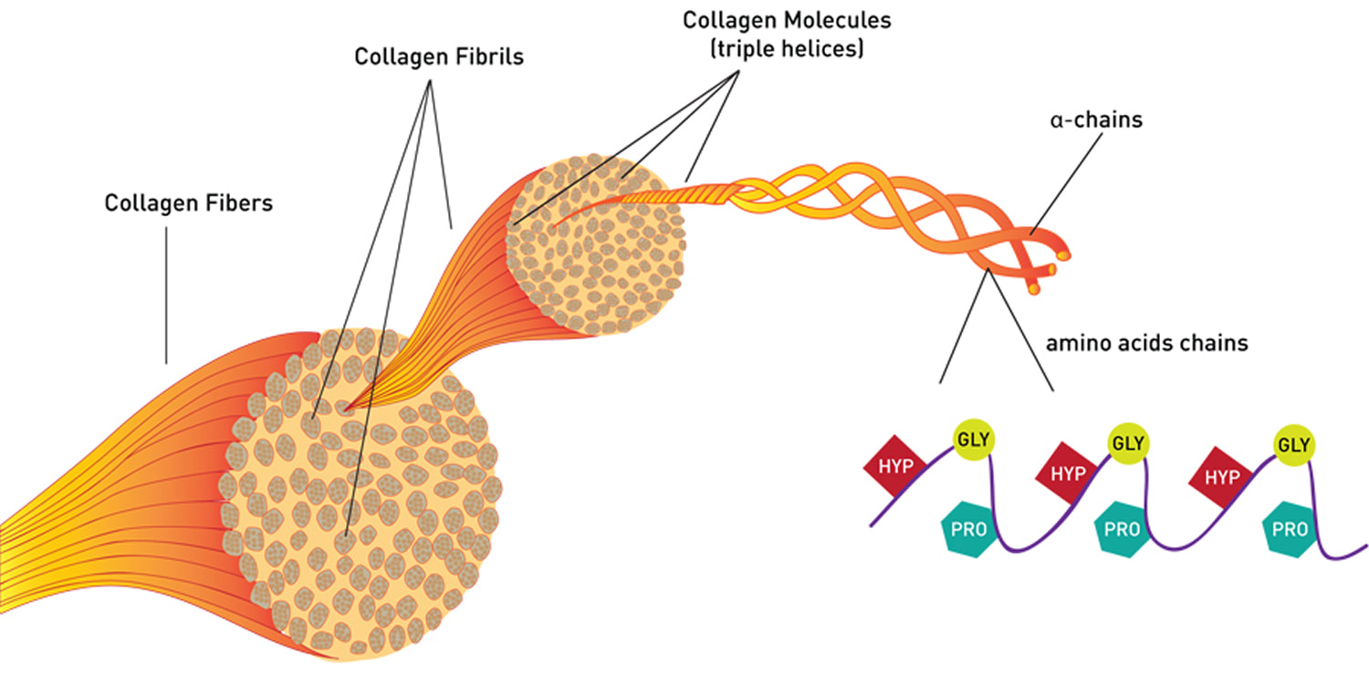 Collagen là một loại protein quan trọng giúp nâng đỡ các mô liên kết