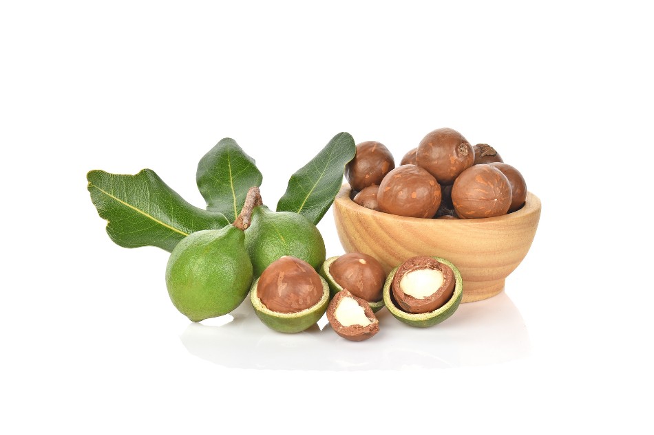 Macadamia hay còn được gọi là mắc ca, rất giàu dinh dưỡng thiết yếu Macadamia hay còn được gọi là mắc ca, rất giàu dinh dưỡng thiết yếu