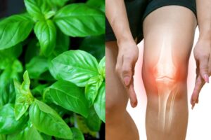 Basil là gì? Công dụng và cách sử dụng basil trong nấu ăn